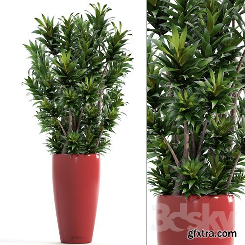 Dracaena 5 3D Model