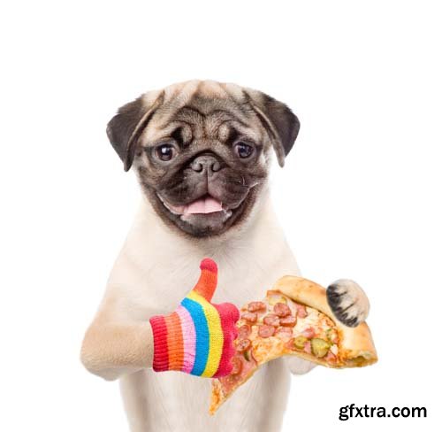 Dog Holding Pizza Isolated - 14xJPGs