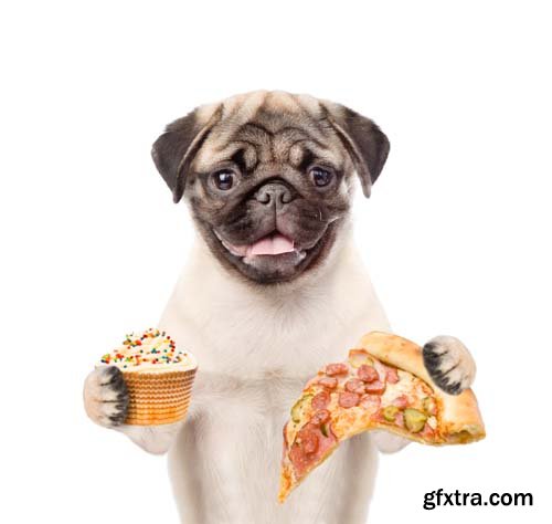 Dog Holding Pizza Isolated - 14xJPGs