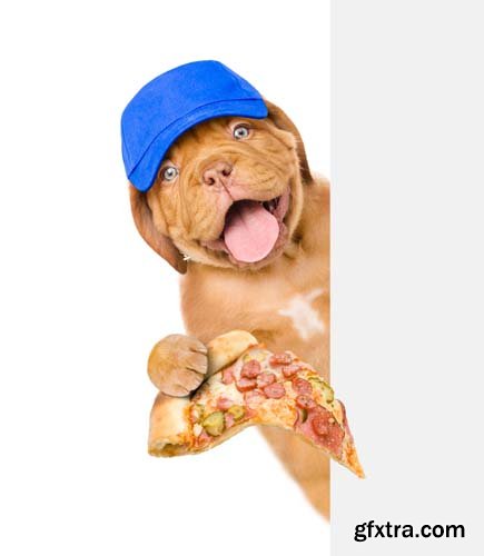 Dog Holding Pizza Isolated - 14xJPGs