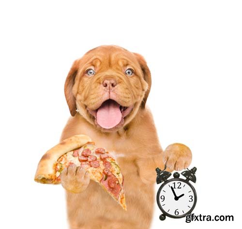 Dog Holding Pizza Isolated - 14xJPGs