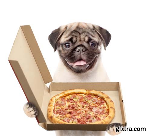 Dog Holding Pizza Isolated - 14xJPGs