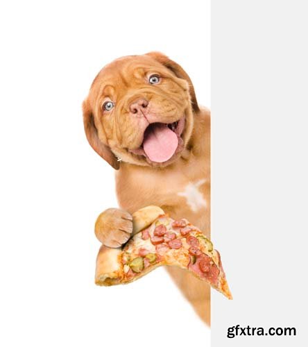 Dog Holding Pizza Isolated - 14xJPGs