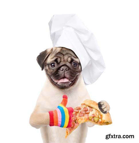 Dog Holding Pizza Isolated - 14xJPGs