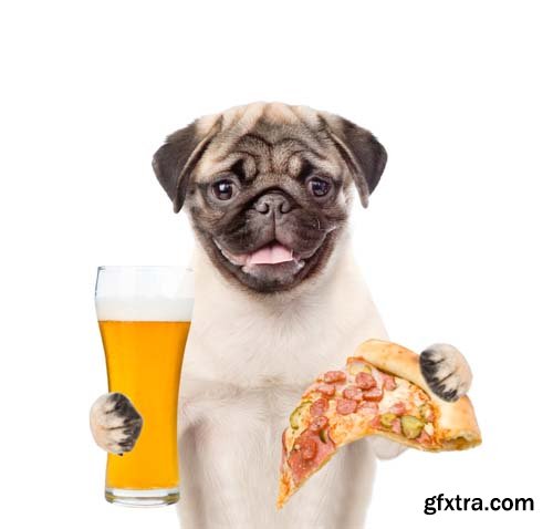 Dog Holding Pizza Isolated - 14xJPGs