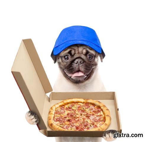 Dog Holding Pizza Isolated - 14xJPGs