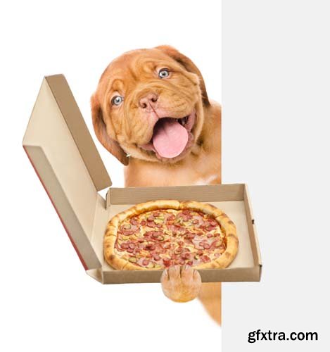 Dog Holding Pizza Isolated - 14xJPGs