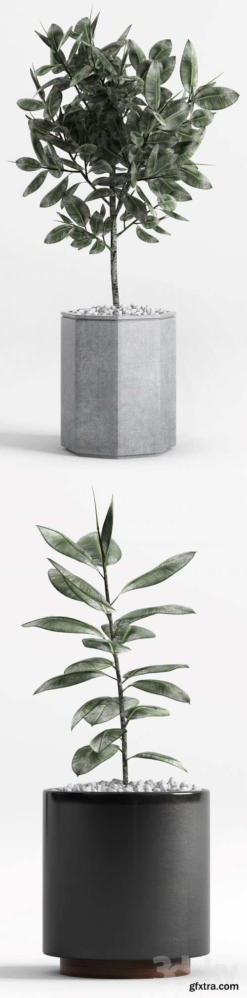 Plants and Planters _9 (Ficus Elastica)