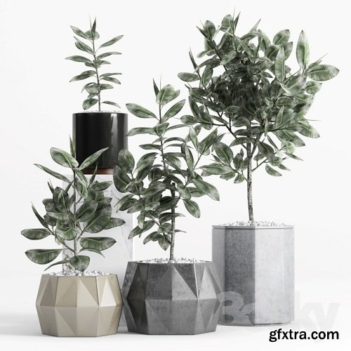 Plants and Planters _9 (Ficus Elastica)