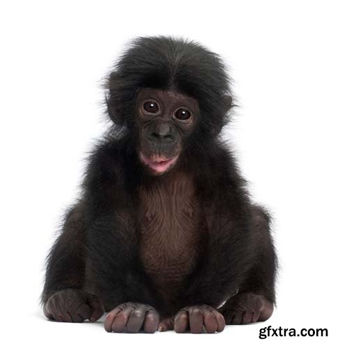 Baby Bonobo Isolated - 15xJPGs