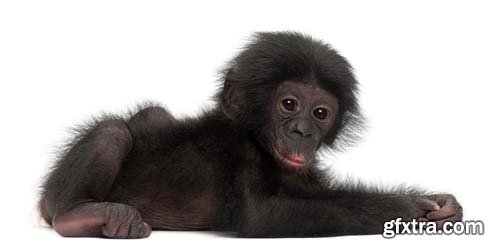 Baby Bonobo Isolated - 15xJPGs