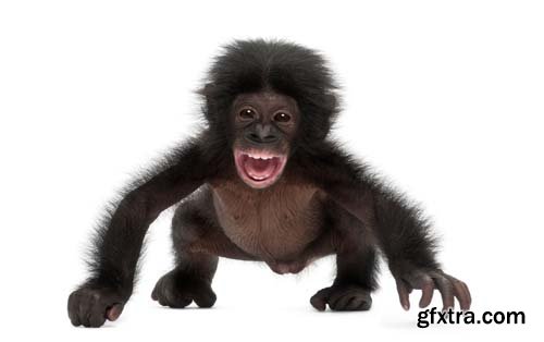 Baby Bonobo Isolated - 15xJPGs