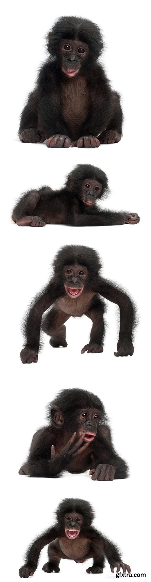 Baby Bonobo Isolated - 15xJPGs