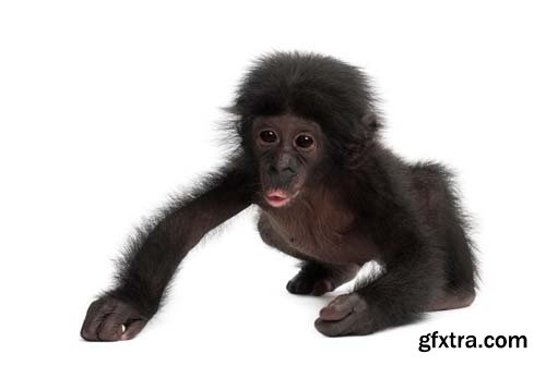 Baby Bonobo Isolated - 15xJPGs