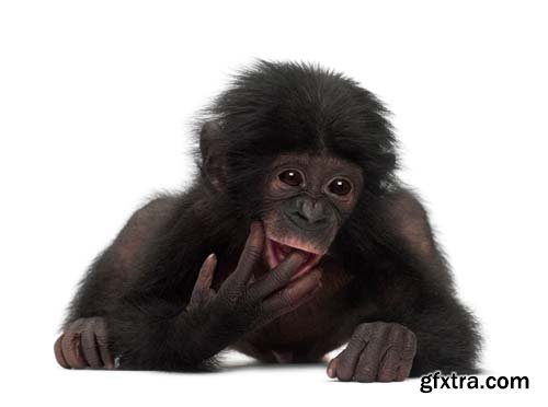 Baby Bonobo Isolated - 15xJPGs