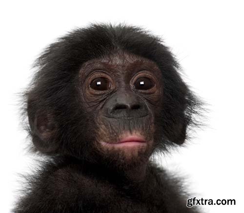 Baby Bonobo Isolated - 15xJPGs