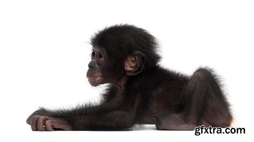 Baby Bonobo Isolated - 15xJPGs