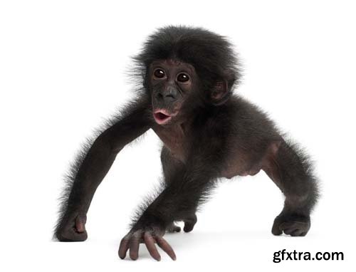 Baby Bonobo Isolated - 15xJPGs