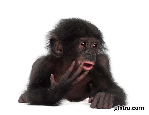 Baby Bonobo Isolated - 15xJPGs