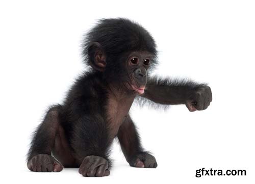 Baby Bonobo Isolated - 15xJPGs