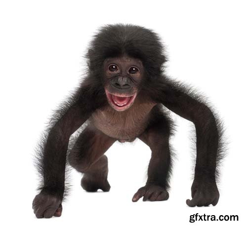 Baby Bonobo Isolated - 15xJPGs