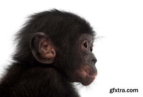 Baby Bonobo Isolated - 15xJPGs