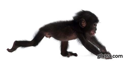 Baby Bonobo Isolated - 15xJPGs