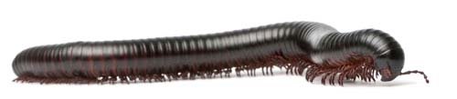 Black Millipede Isolated - 10xJPGs