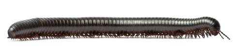 Black Millipede Isolated - 10xJPGs