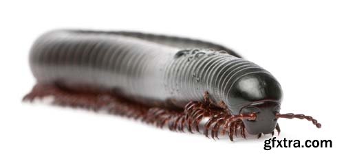 Black Millipede Isolated - 10xJPGs