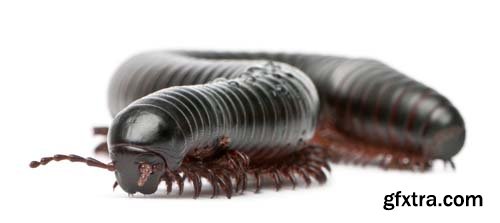 Black Millipede Isolated - 10xJPGs