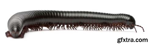 Black Millipede Isolated - 10xJPGs