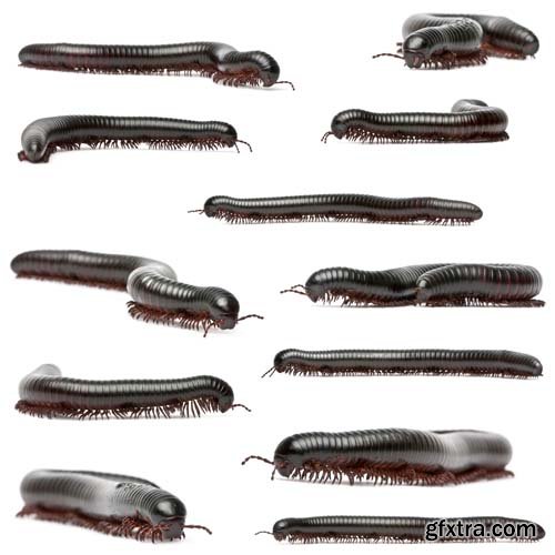 Black Millipede Isolated - 10xJPGs