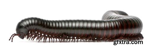 Black Millipede Isolated - 10xJPGs