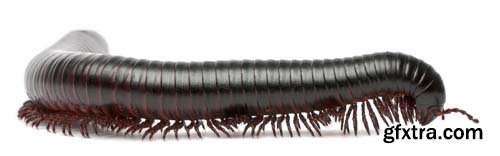 Black Millipede Isolated - 10xJPGs