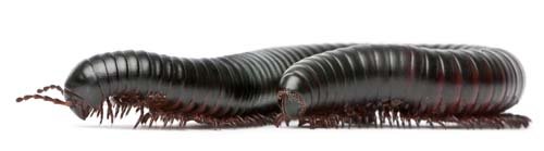 Black Millipede Isolated - 10xJPGs