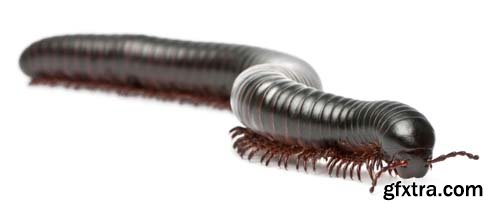 Black Millipede Isolated - 10xJPGs