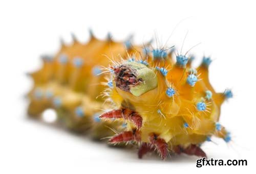 Caterpillar Of The Giant Peacock Moth Isolated - 12xJPGs