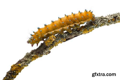 Caterpillar Of The Giant Peacock Moth Isolated - 12xJPGs