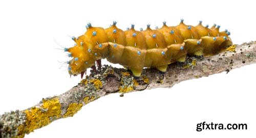 Caterpillar Of The Giant Peacock Moth Isolated - 12xJPGs