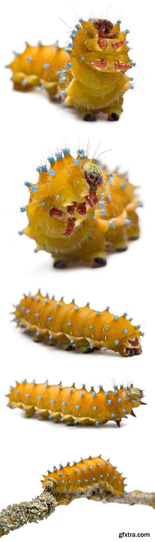 Caterpillar Of The Giant Peacock Moth Isolated - 12xJPGs