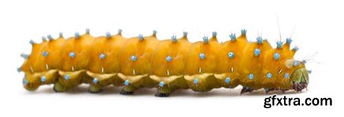 Caterpillar Of The Giant Peacock Moth Isolated - 12xJPGs