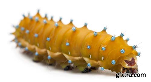 Caterpillar Of The Giant Peacock Moth Isolated - 12xJPGs