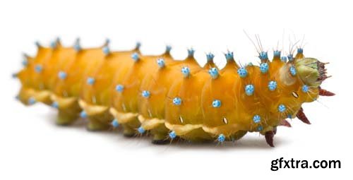 Caterpillar Of The Giant Peacock Moth Isolated - 12xJPGs