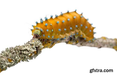 Caterpillar Of The Giant Peacock Moth Isolated - 12xJPGs