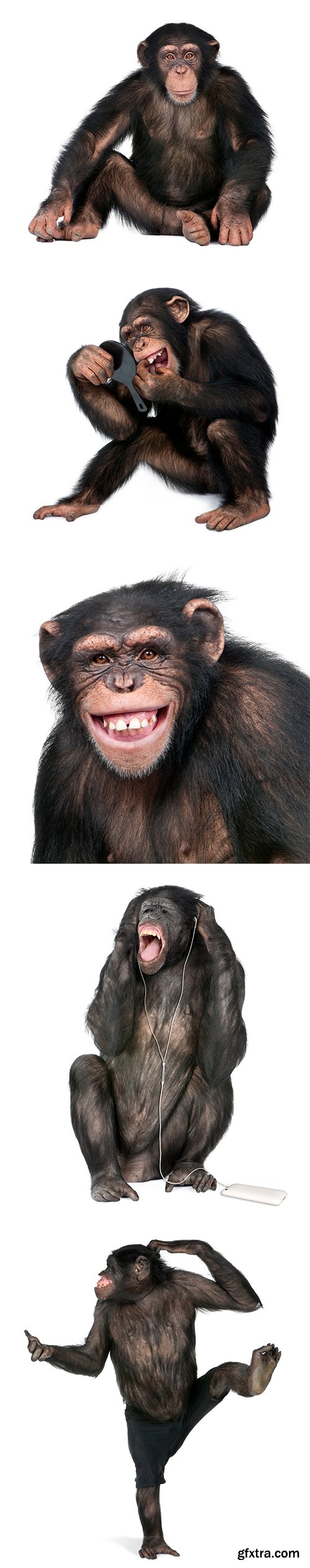 Chimpanzee Isolated - 12xJPGs