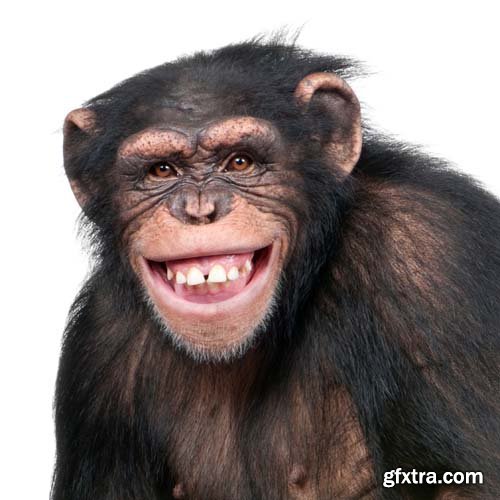 Chimpanzee Isolated - 12xJPGs