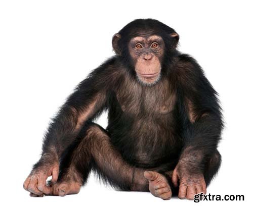 Chimpanzee Isolated - 12xJPGs