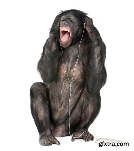 Chimpanzee Isolated - 12xJPGs