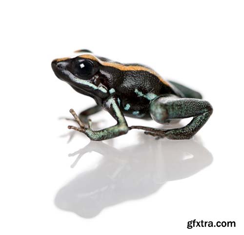 Colorful Poison Frog Isolated - 11xJPGs